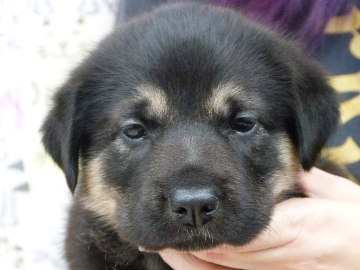 chinook puppy